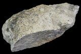 Hadrosaur (Maiasaura) Bone Fragment - Montana #71329-1
